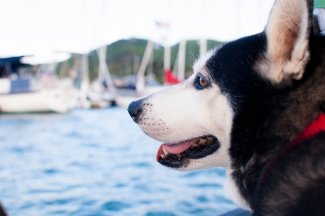 Dog staring out at the water in Muskoka near Toronto Ontario